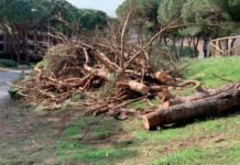 Gli alberi ostacolano la diffusione del 5G